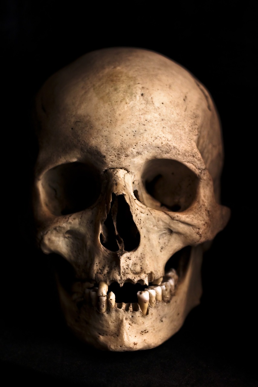 skull-765477_1280.jpg